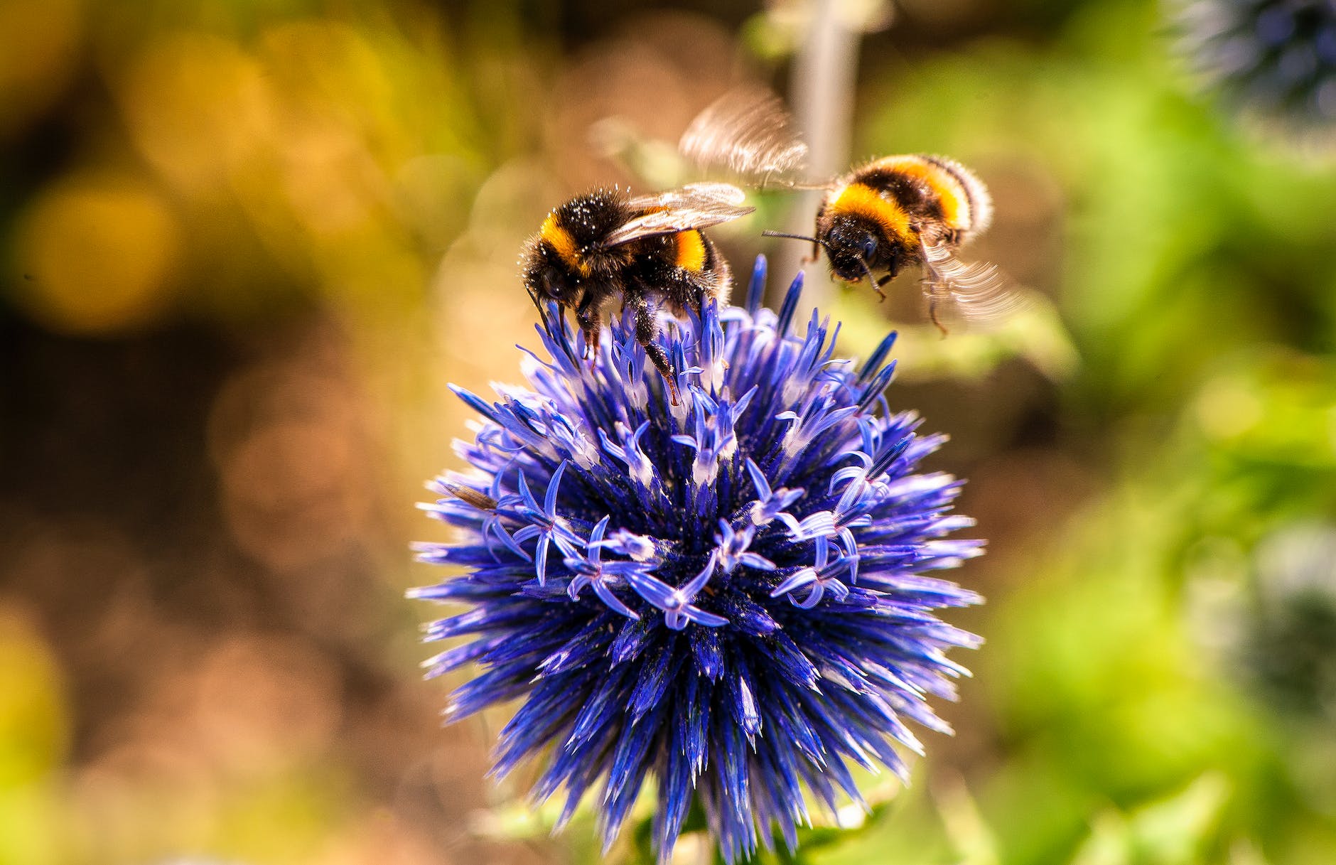 Deux Abeilles Sur Fleur Pourpre