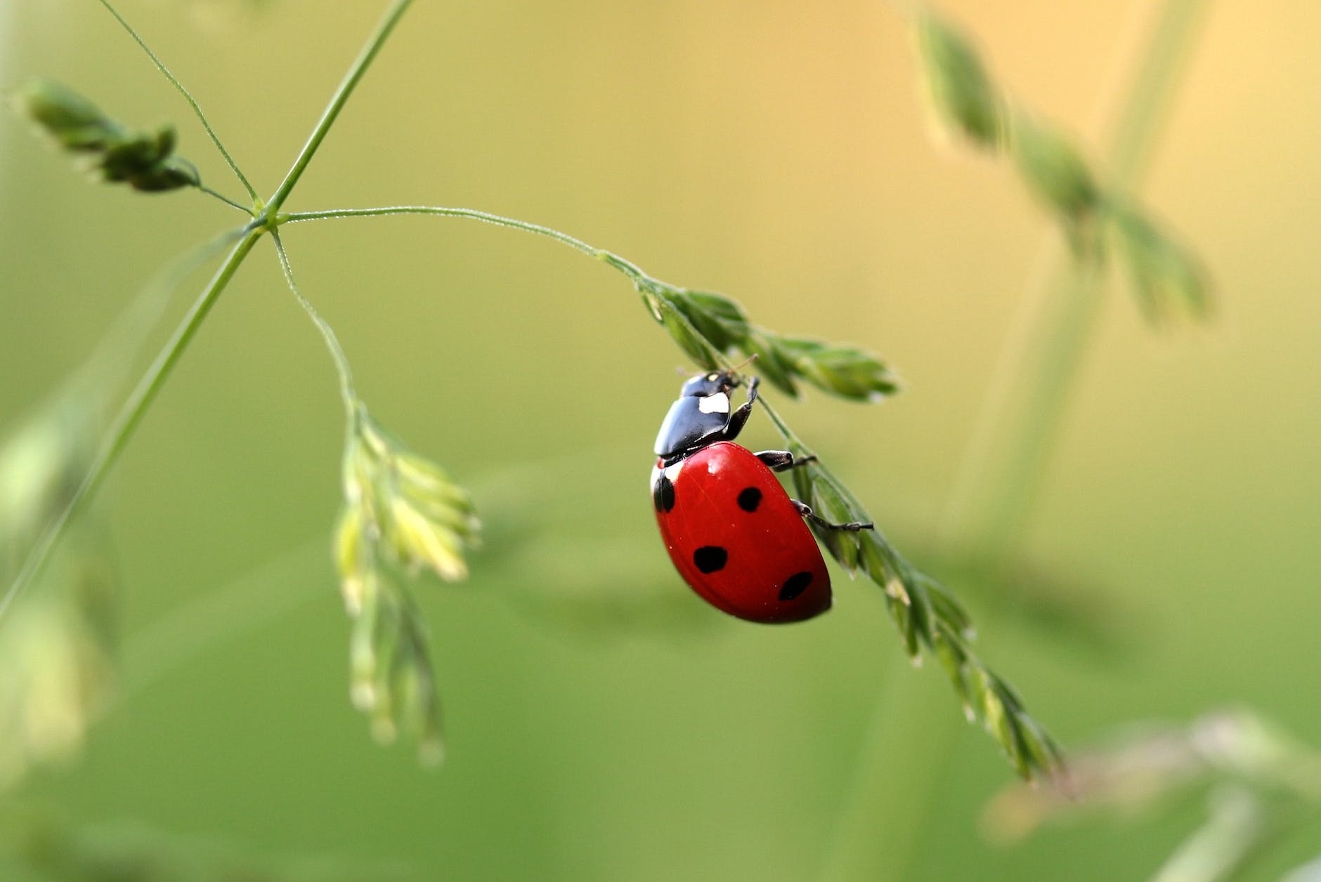 la photo en gros plan de coccinelle sur feuille pendant la journee