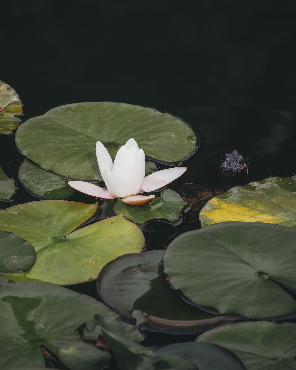 photos gratuites de aquatique bassin billard