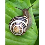 Escargot Noir Et Brun Blanc Sur Feuille Verte