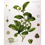 Camellia_sinensis_-_Köhler–s_Medizinal-Pflanzen-025