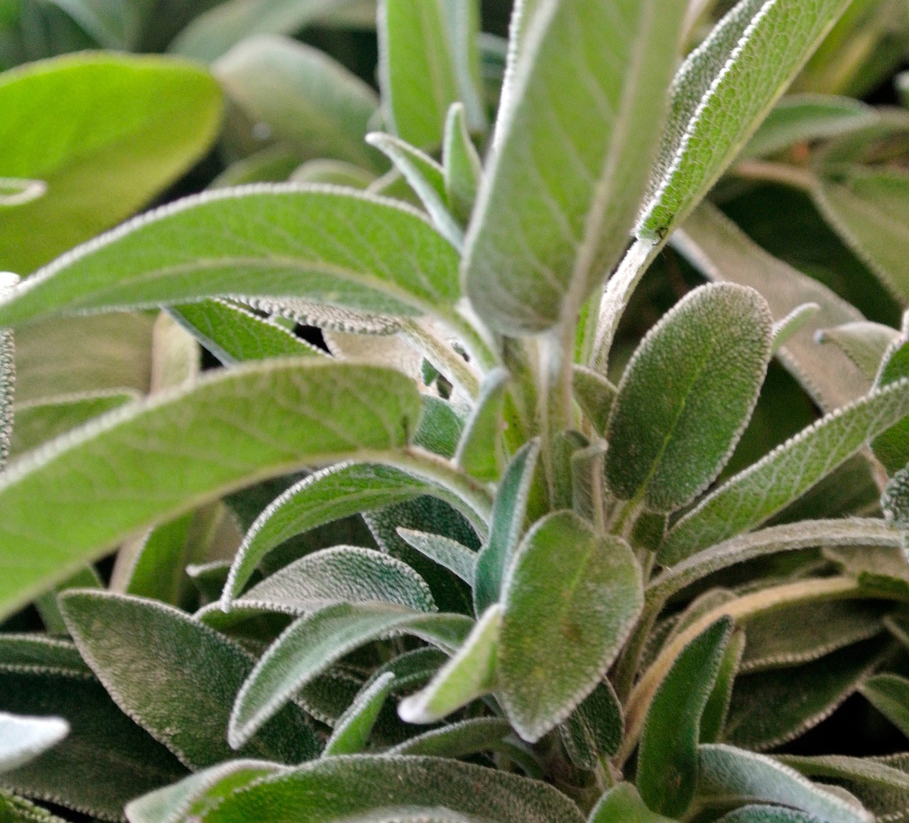 Sauge officinale et ménopause Feuilles de sauge officinale, plante utilisée pour soulager les bouffées de chaleur