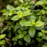 menthe bio
