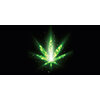 CBD Cannabis