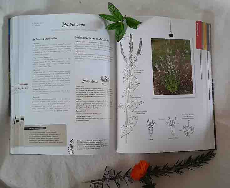 Page Menthe du livre Plantes Médicinale dAuvergne copie