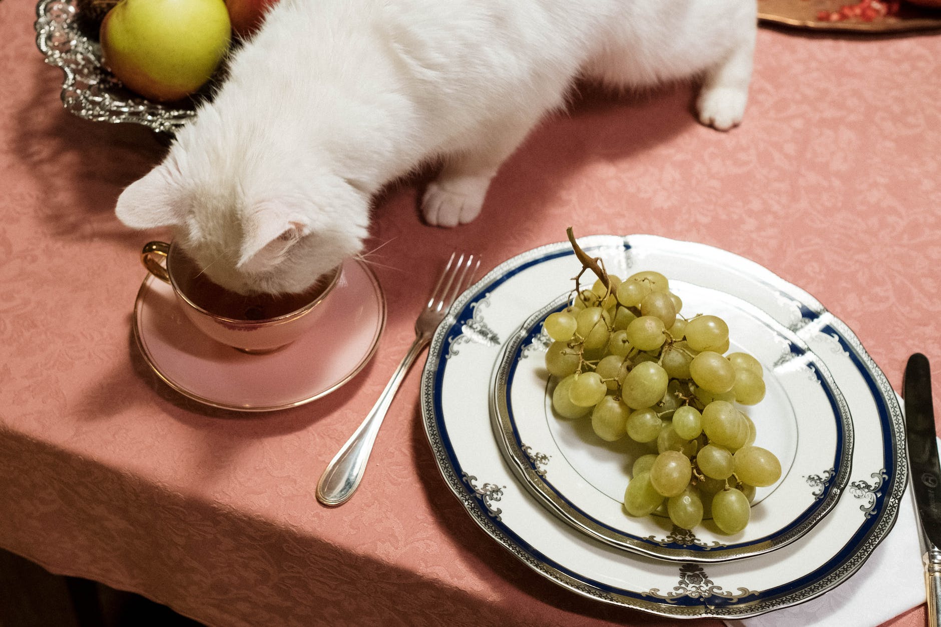 LES FICHES CONSEILS DE MARGOT - Comment dire NON à mon chat ?