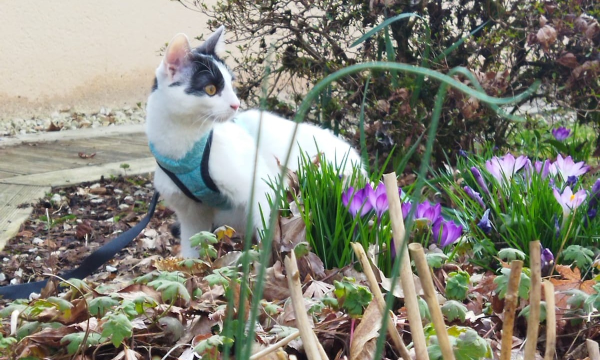 LES FICHES CONSEILS DE MARGOT - premières sorties de mon chat