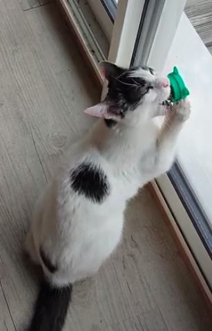 bouly boule a lécher