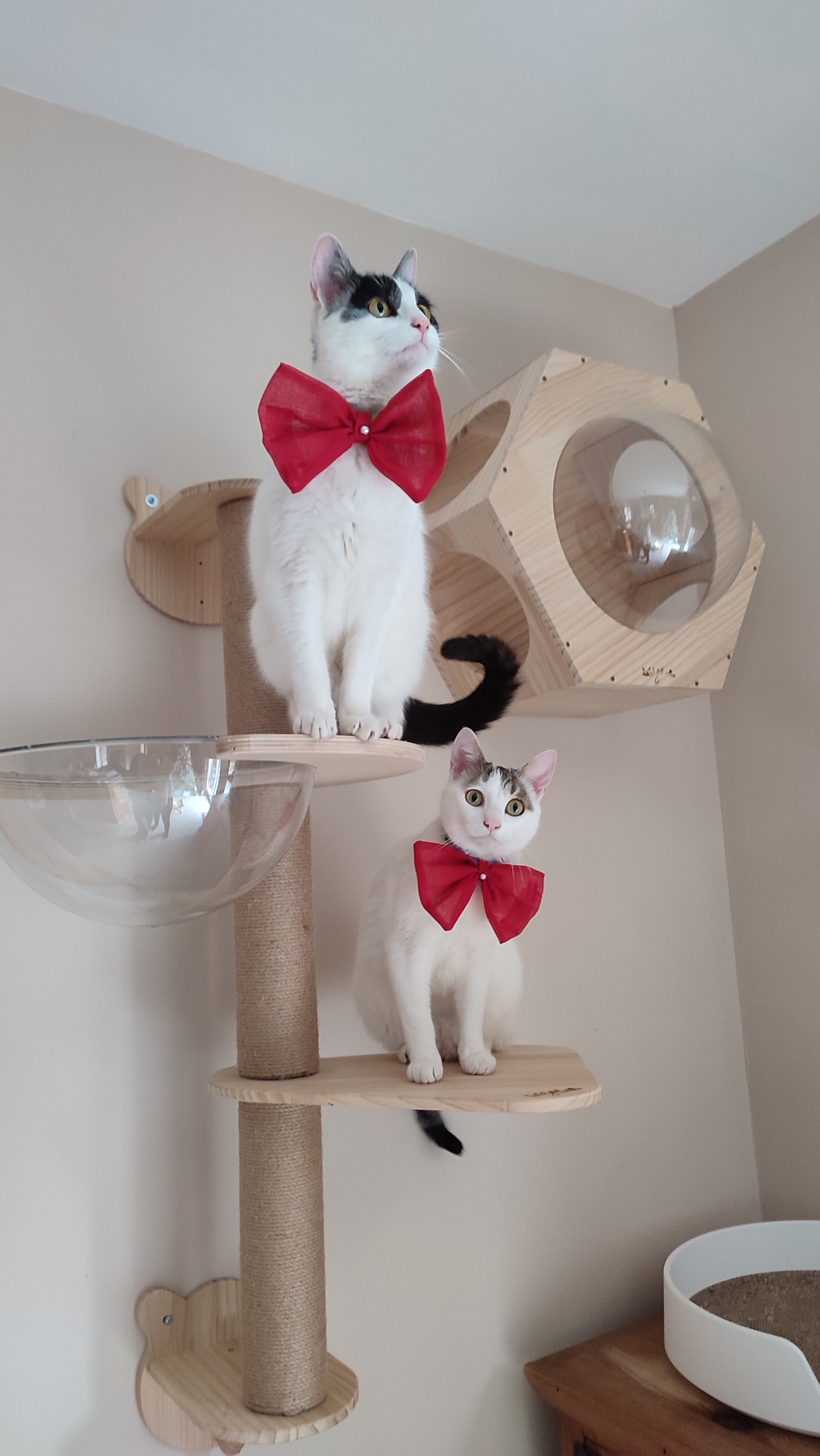 Nœud papillon rouge Looky pour chat, autre vue