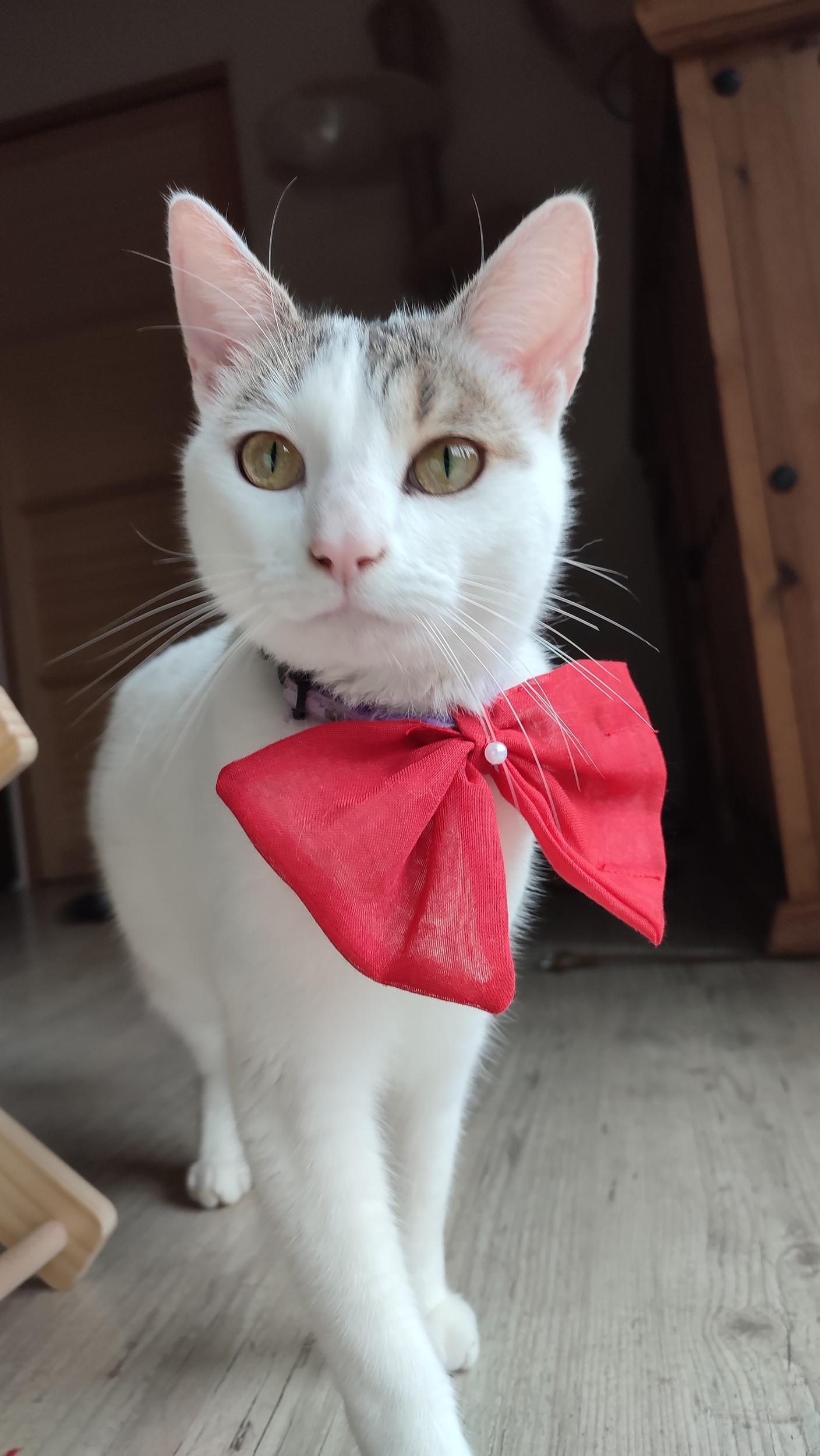 Nœud papillon rouge Looky pour chat