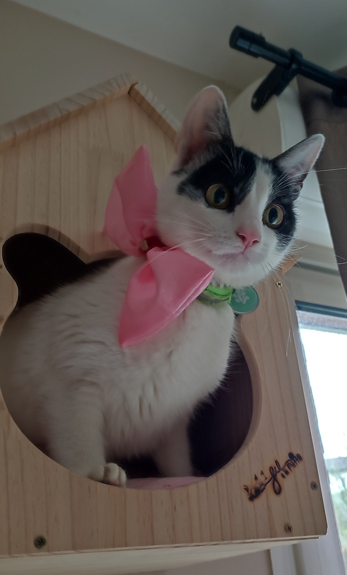 Nœud papillon rose Looky pour chat