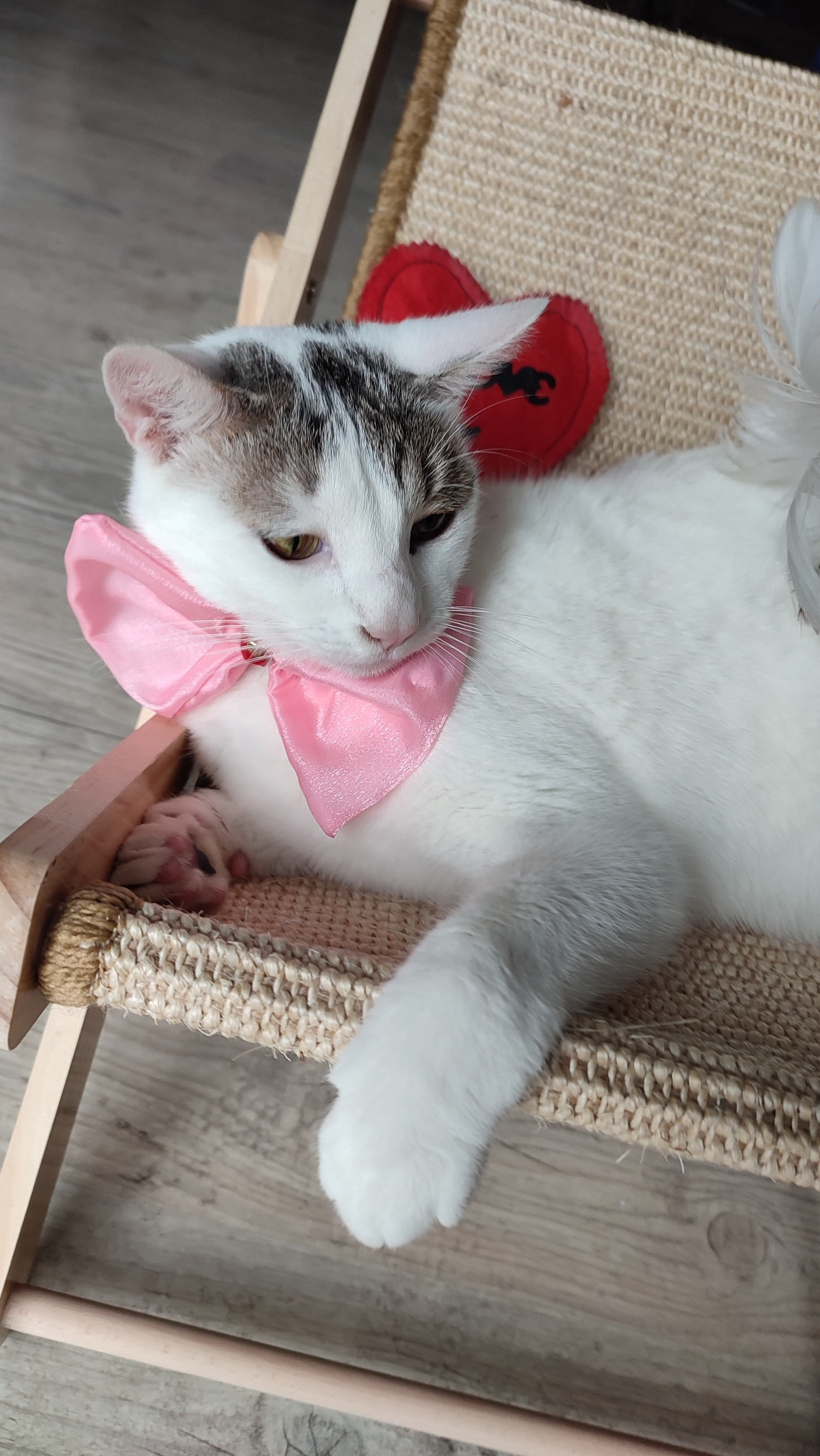 Nœud papillon rose Looky pour chat, troisième vue