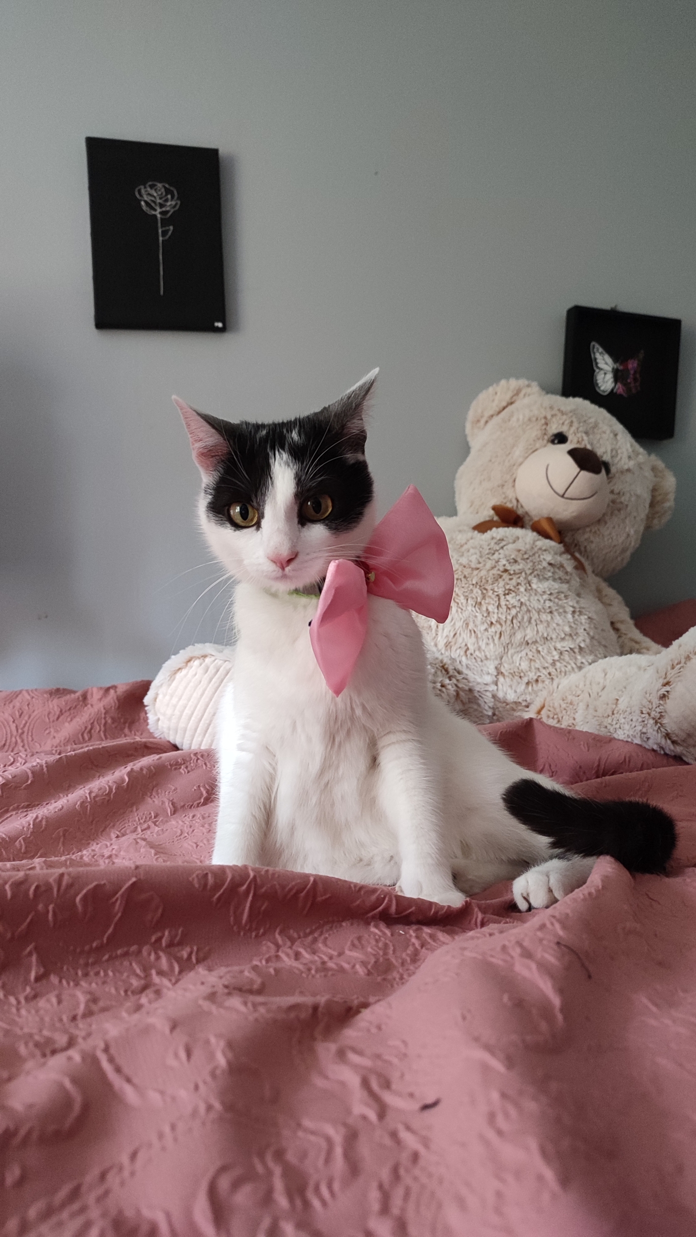 Nœud papillon rose Looky pour chat, autre vue