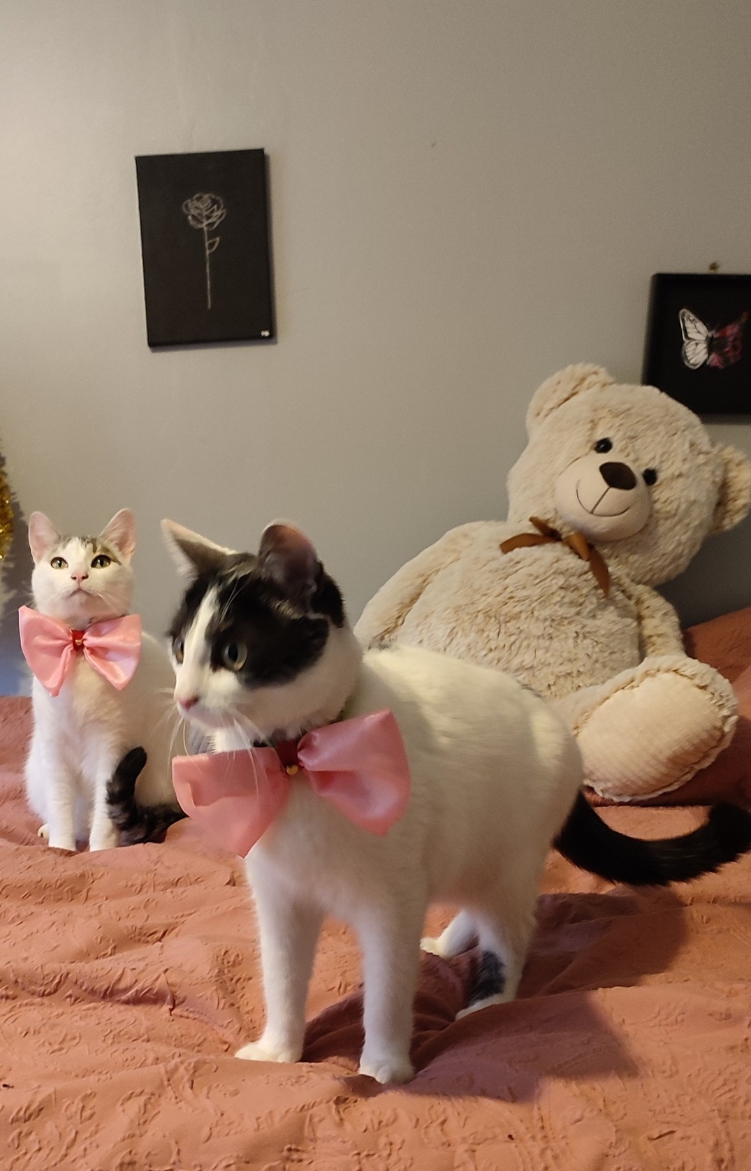 Nœud papillon rose Looky à glisser dans le collier dun chat