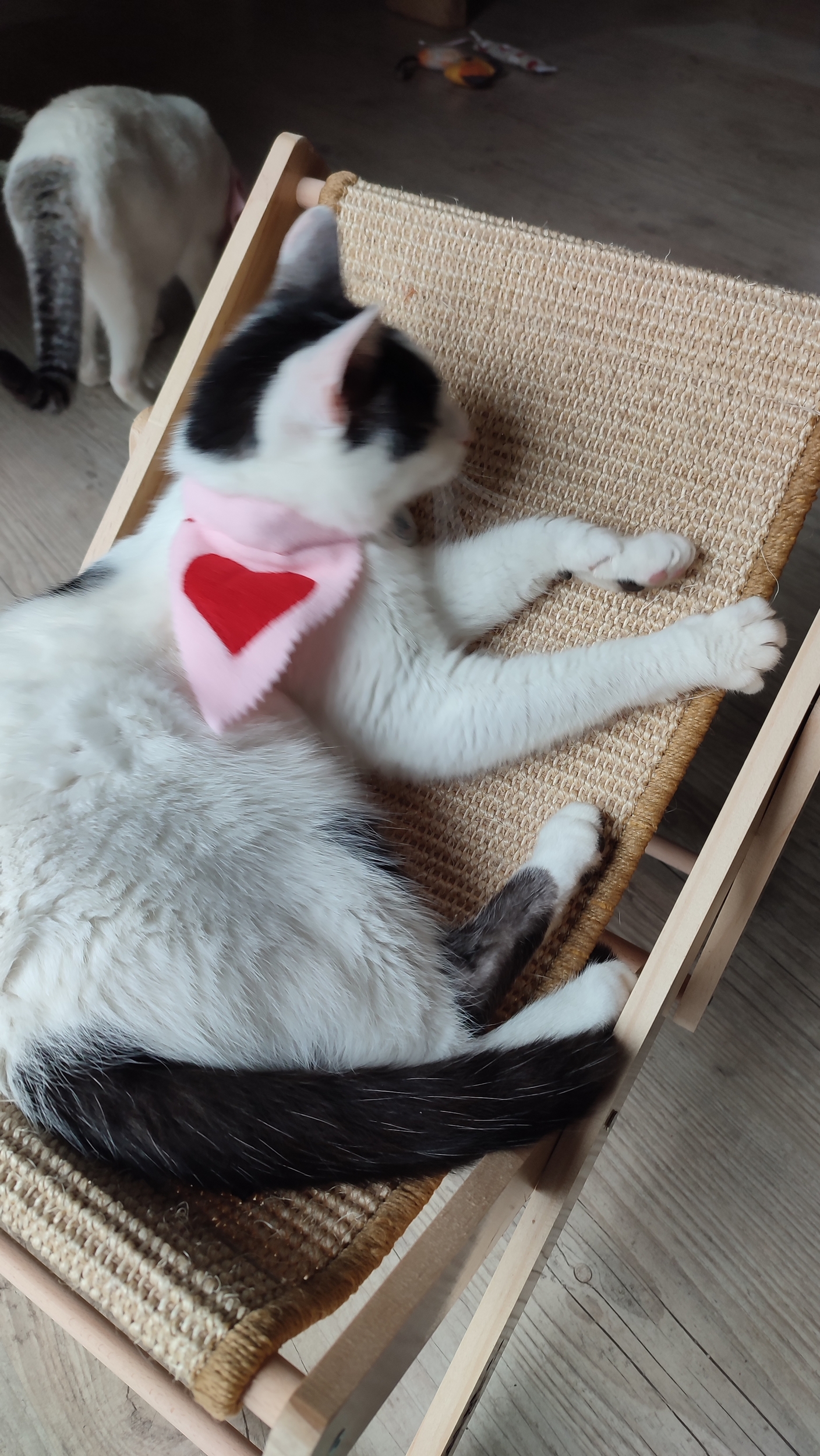 Bandana à cœurs rouges Looky pour chat