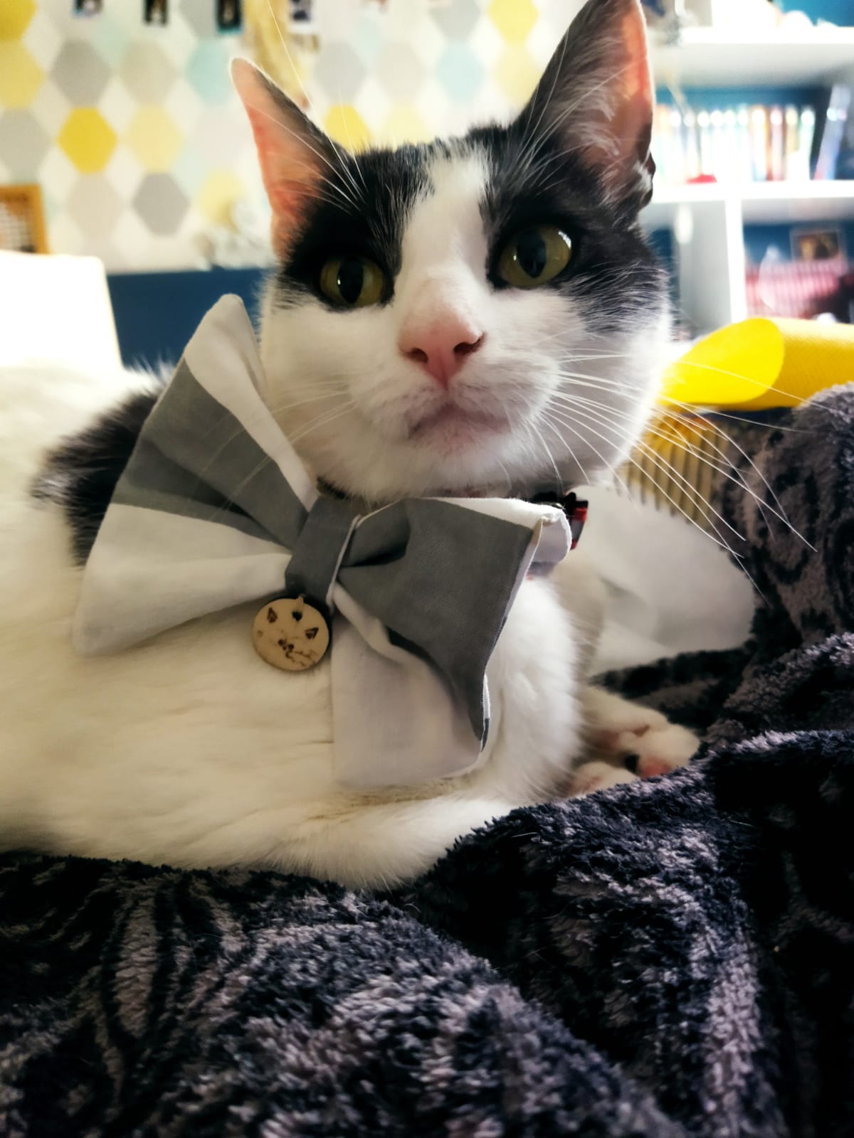 Nœud papillon gris et blanc Looky pour chat