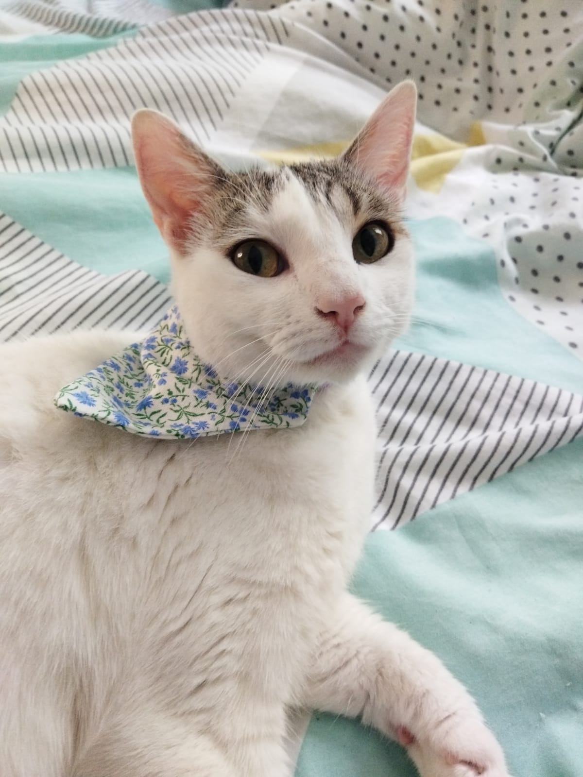 Bandana à fleurs bleues Looky pour chat