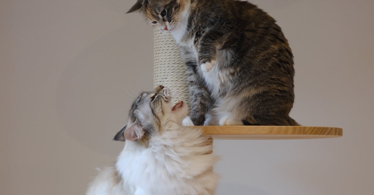 photos gratuites de animal animaux de compagnie arbre a chat