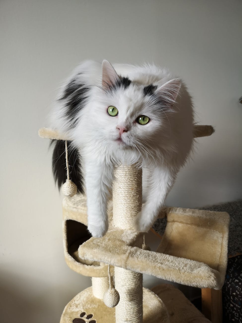 photo de chat blanc et noir reposant sur l arbre a chat
