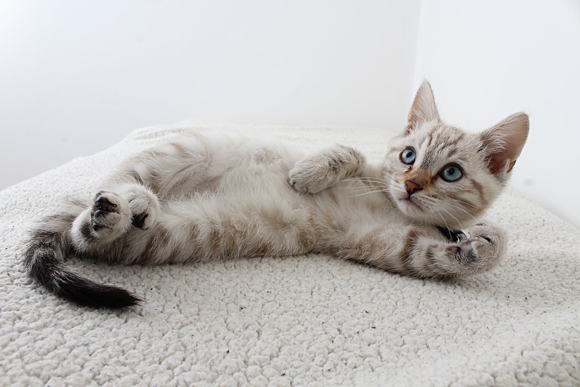 photo de chaton tigre gris couche