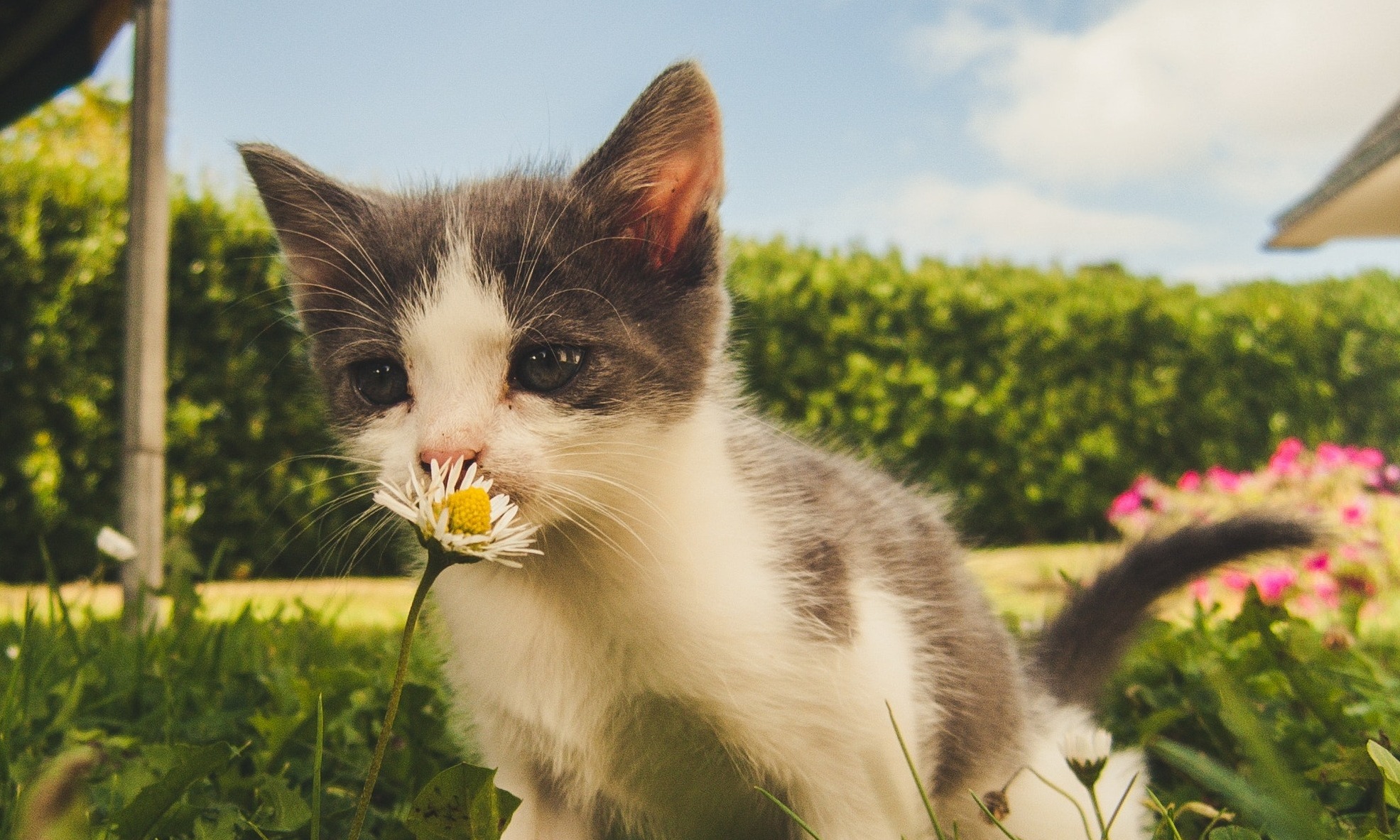 odeur de chat