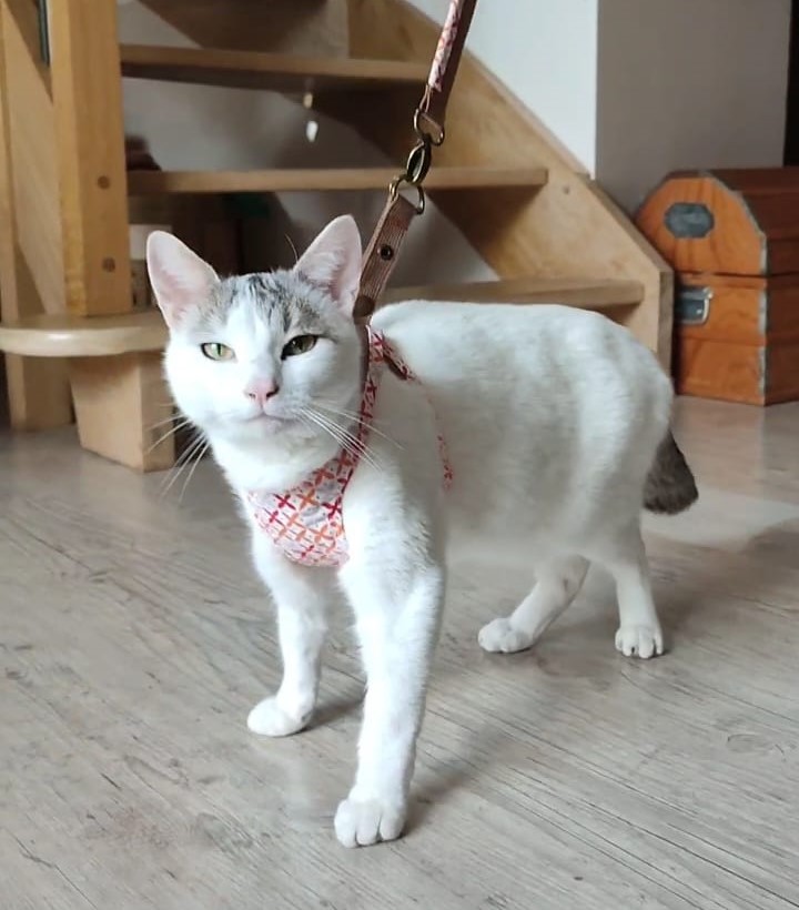 harnais pour chat