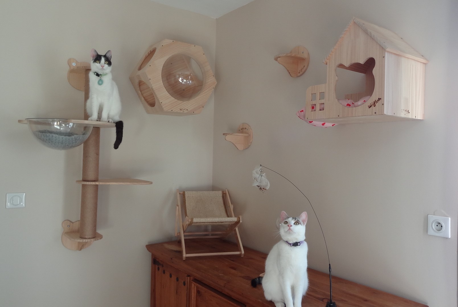 parcour mural avec les chats