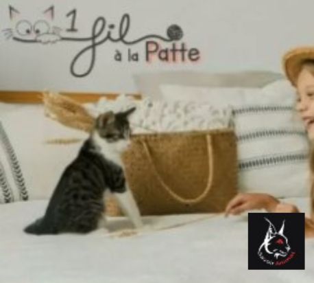 Savoir animal reportage web 1filalapatte