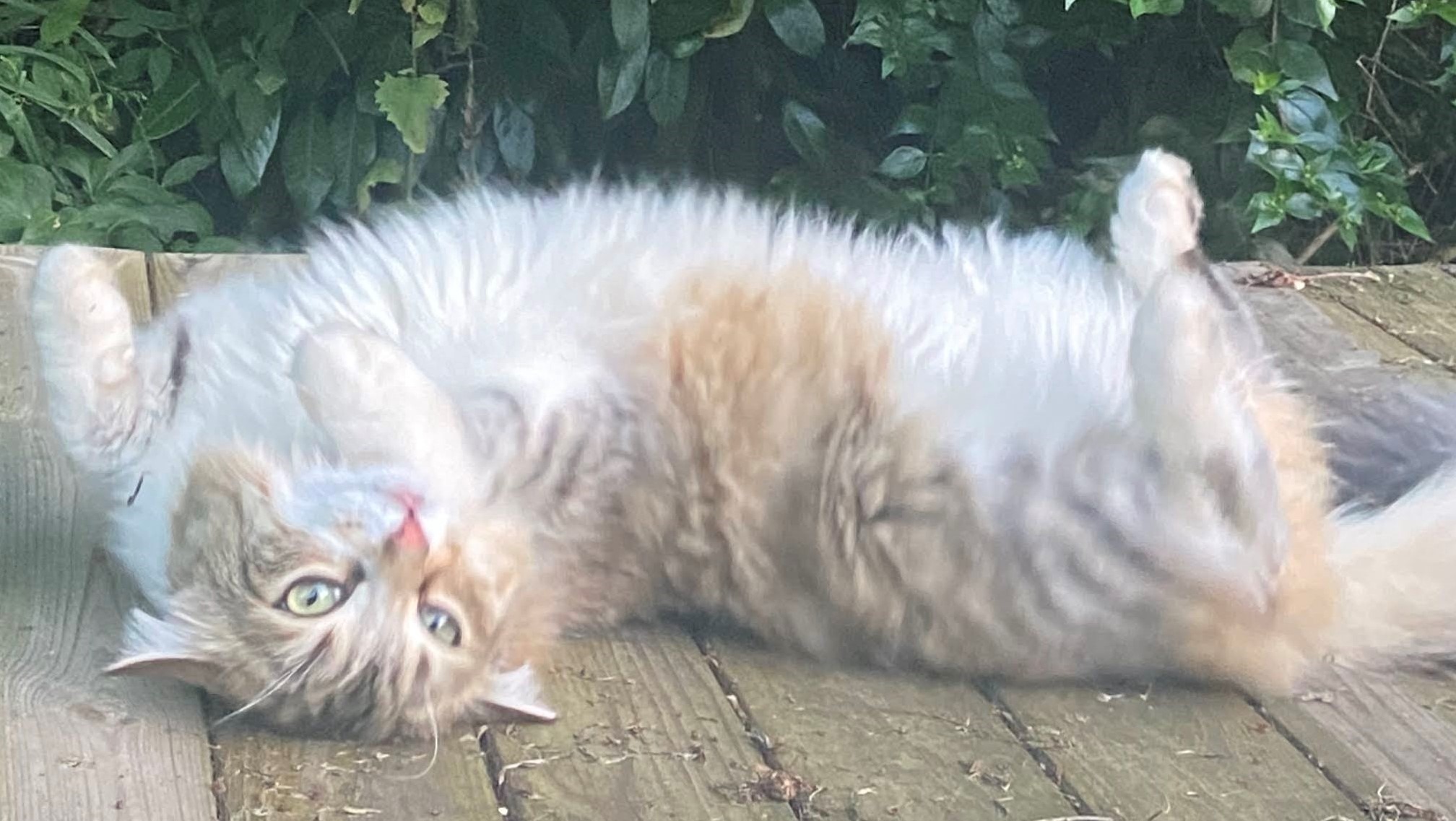 skye petite chatonne heureuse