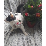BANDANA NOEL 1