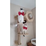 Nœud papillon rouge Looky pour chat, autre vue