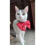 Nœud papillon rouge Looky pour chat