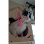 Nœud papillon rose Looky pour chat