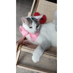 Nœud papillon rose Looky pour chat, troisième vue