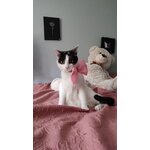 Nœud papillon rose Looky pour chat, autre vue