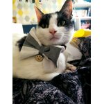 Nœud papillon gris et blanc Looky pour chat