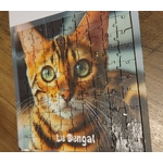 bengal 100p