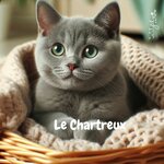 chartreux