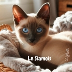 siamois