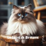 sacré de birmanie
