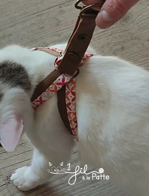 harnais pour chat dessus