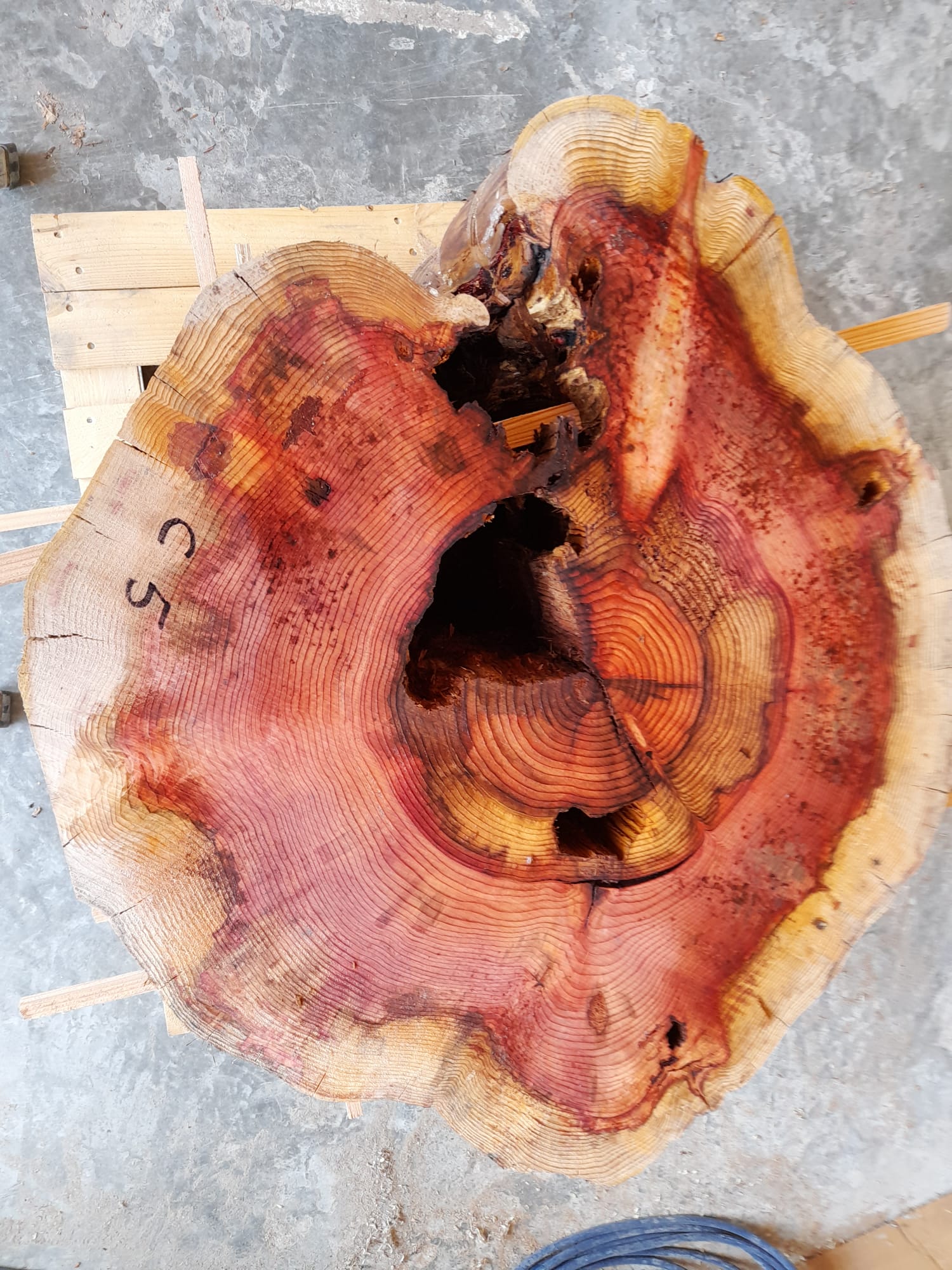 c5 rondelle sequoia