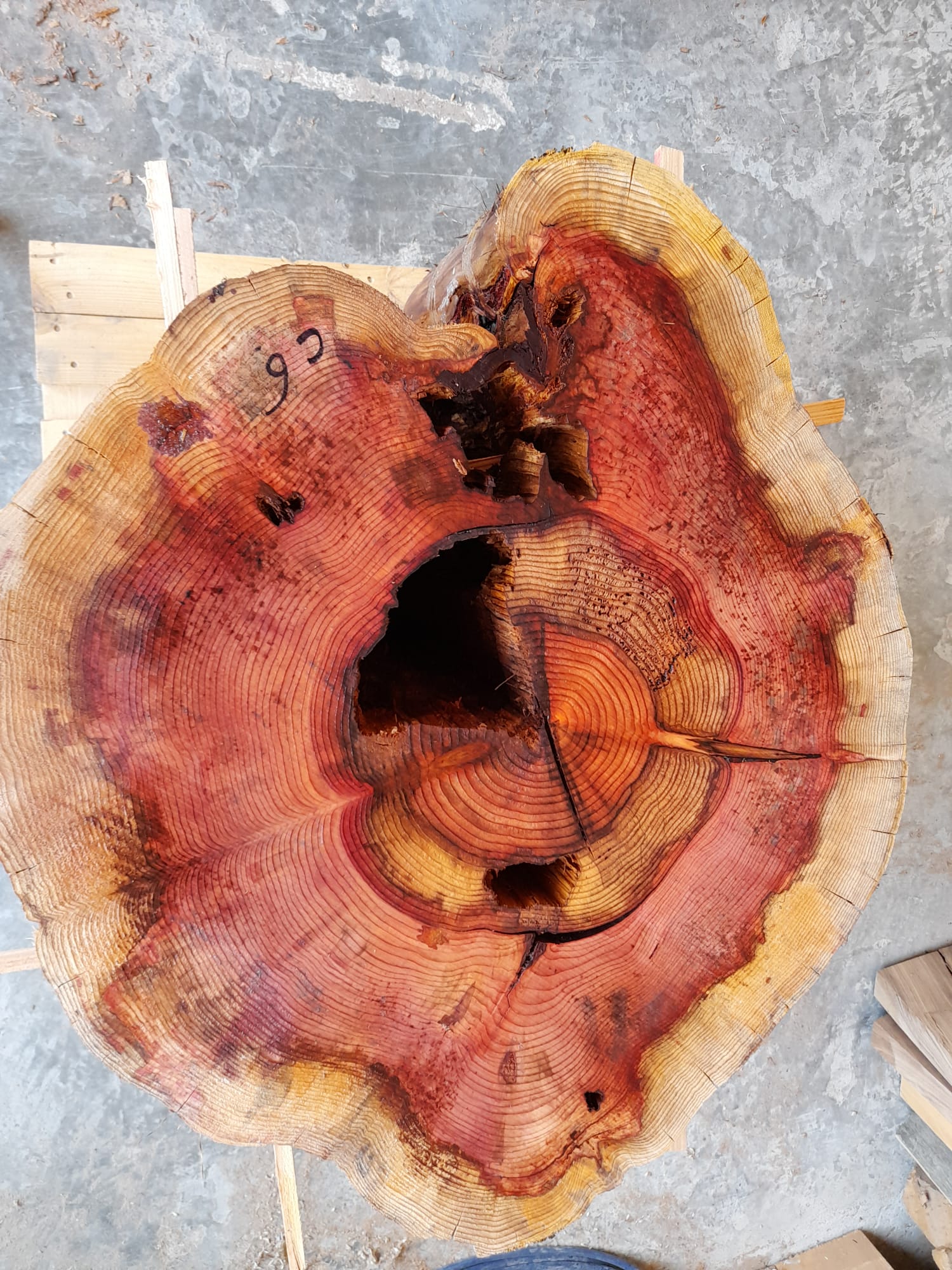 c6 rondelle sequoia