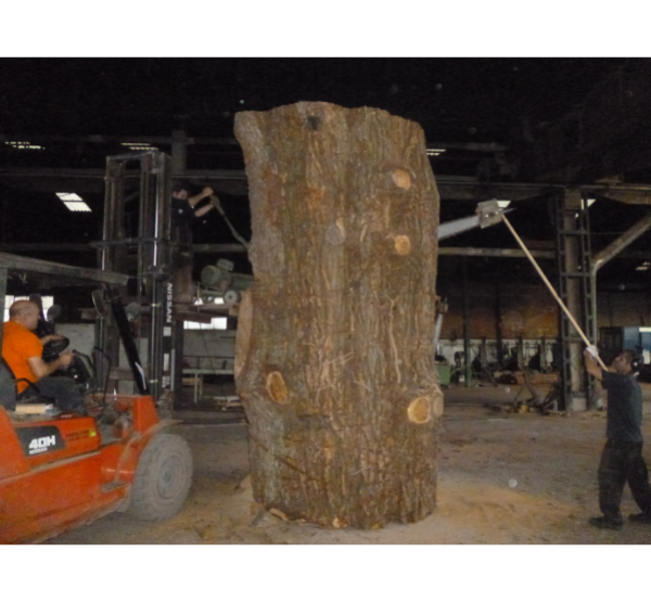 grume cedre 600 x 555 px