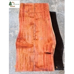 plateau séquoia live edge s 584