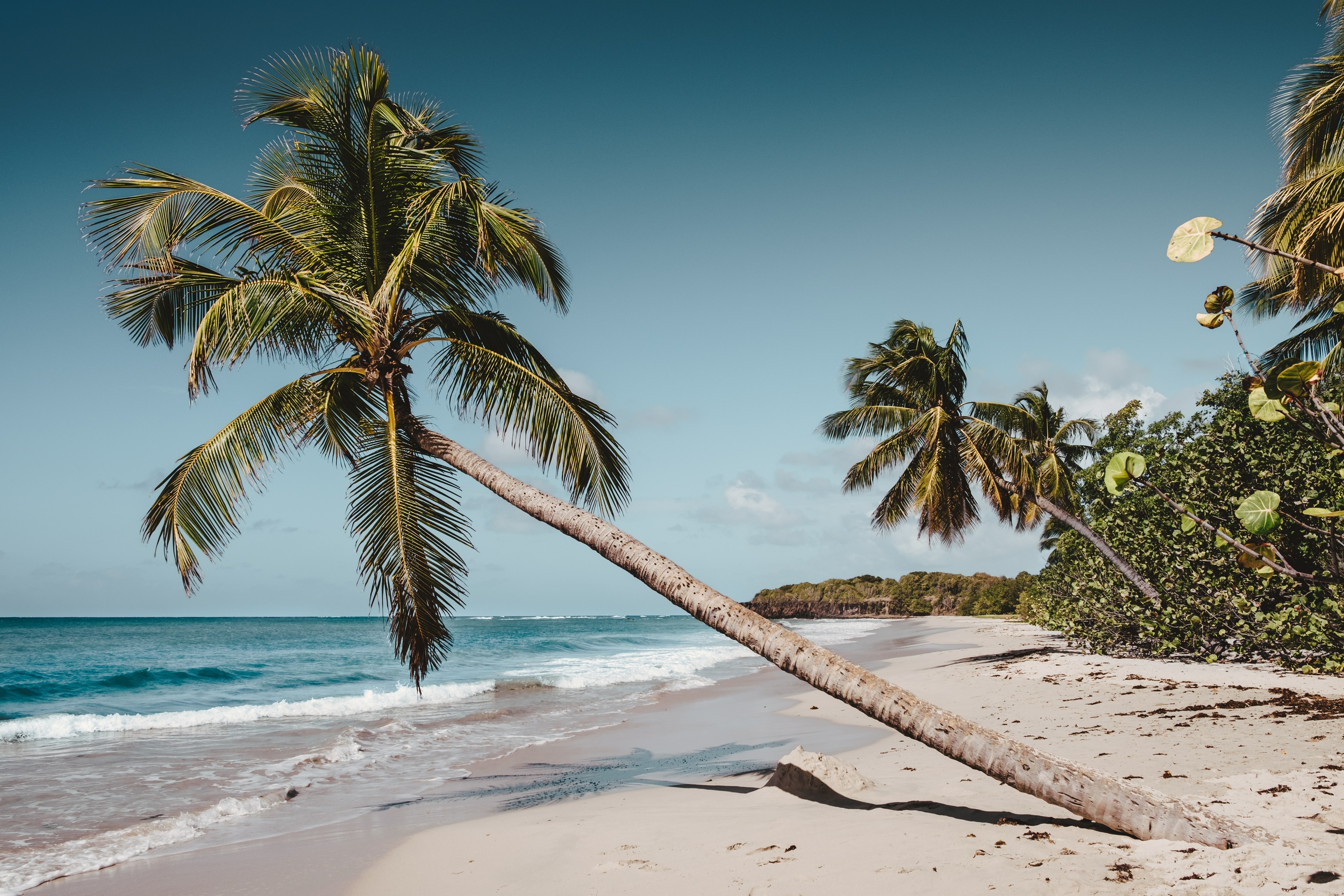 cocotiers