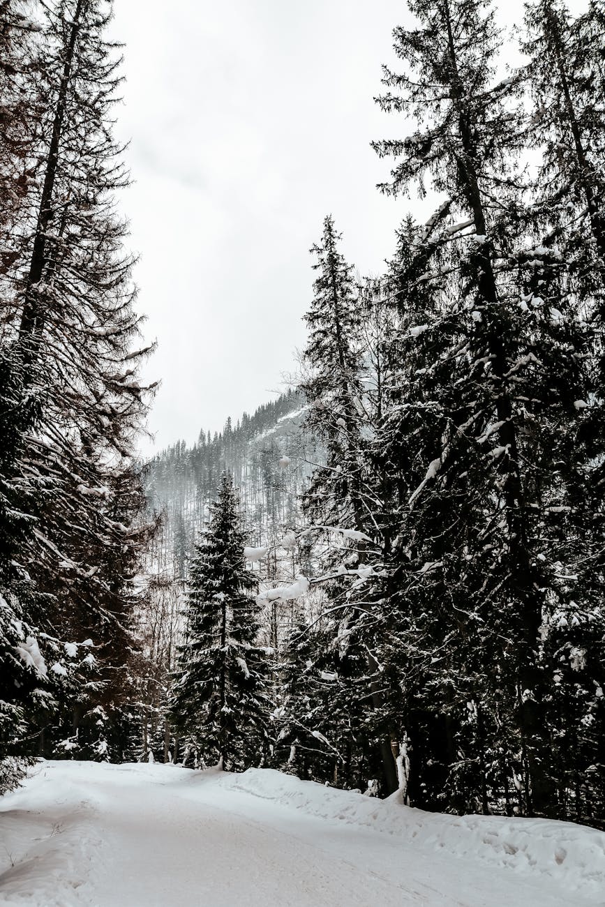 serene winter scene of a snow covered path through a forest in zakopane poland