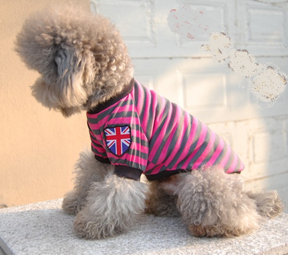 t-shirt-pour-chien-london-rose