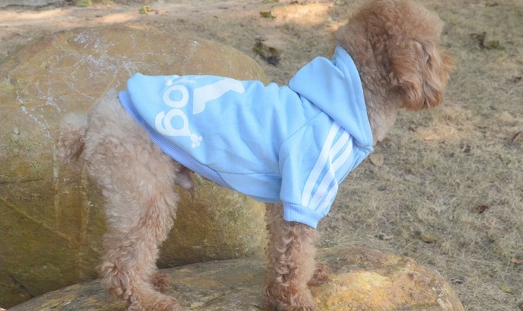 jogging-adidog-bleu-pour-petit-chien