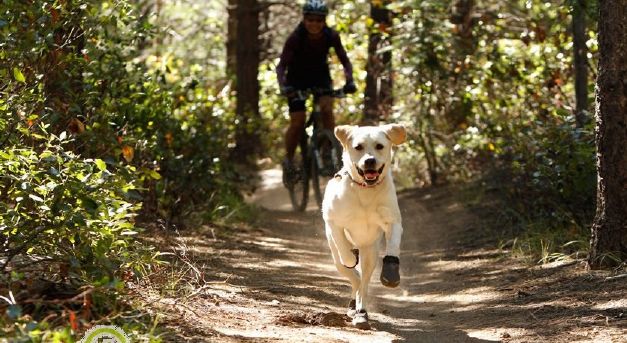 chaussure-de-sport-camouflages-pour-chien-1